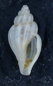 Mangelia Juv.